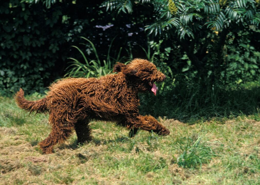 #50. Barbet